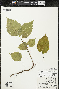 Tilia americana var. americana image