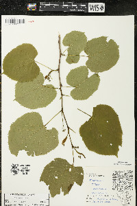 Tilia americana var. americana image