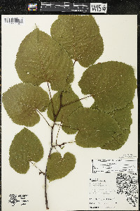 Tilia americana var. americana image