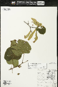 Tilia americana var. americana image