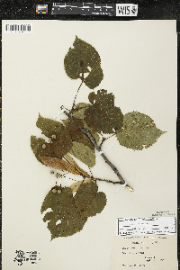 Tilia americana var. americana image