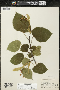 Tilia americana var. americana image