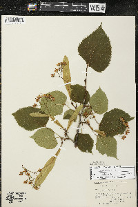 Tilia americana var. americana image