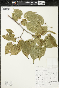 Tilia americana var. americana image