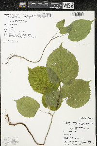 Tilia americana var. americana image