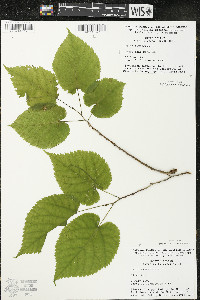 Tilia americana var. americana image