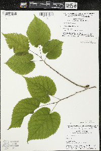 Tilia americana var. americana image