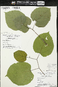 Tilia americana var. americana image