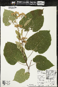 Tilia americana var. americana image