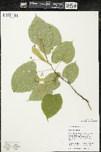 Tilia americana var. americana image