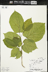 Tilia americana var. americana image