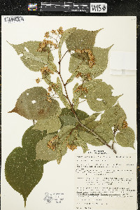 Tilia americana var. americana image