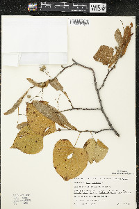 Tilia americana var. americana image