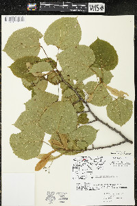 Tilia americana var. americana image