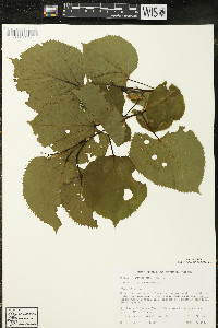 Tilia americana var. americana image