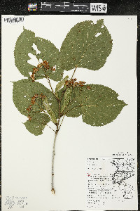 Tilia americana var. americana image