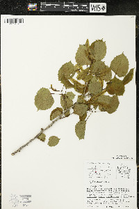 Tilia americana var. americana image