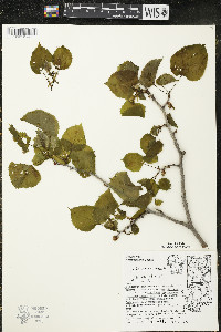Tilia americana var. americana image