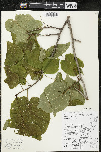 Tilia americana var. americana image