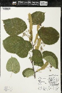 Tilia americana var. americana image