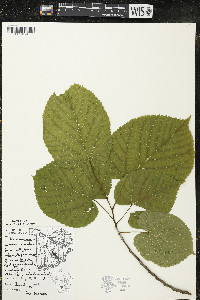 Tilia americana var. americana image