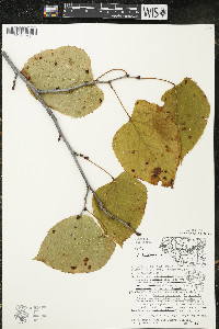 Tilia americana var. americana image