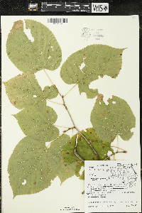 Tilia americana var. americana image