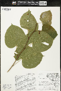 Tilia americana var. americana image