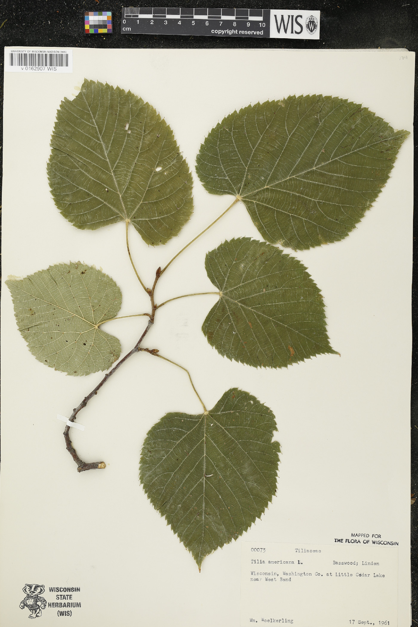 Tilia americana var. americana image