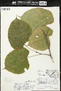Tilia americana var. americana image