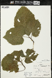 Tilia americana var. americana image