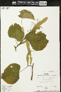 Tilia americana var. americana image