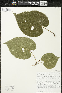 Tilia americana var. americana image