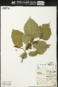Tilia americana var. americana image