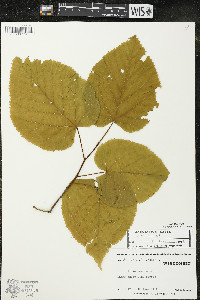 Tilia americana var. americana image