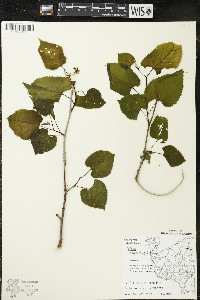 Tilia americana var. americana image