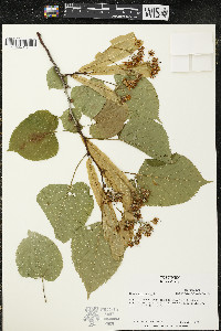 Tilia americana var. americana image