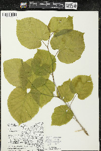Tilia americana var. americana image