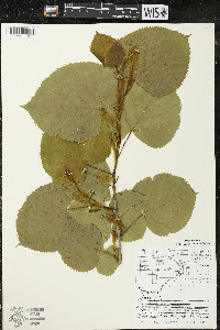 Tilia americana var. americana image