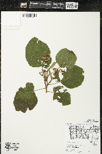 Tilia americana var. americana image