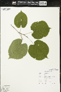 Tilia americana var. americana image