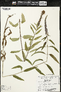 Veronica longifolia image