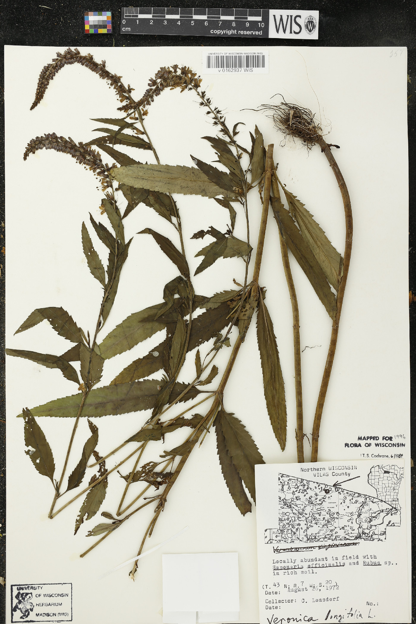 Veronica longifolia image