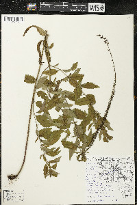 Veronica longifolia image