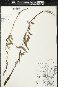 Veronica longifolia image