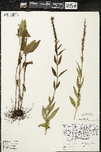 Veronica longifolia image