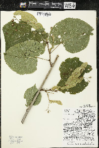 Tilia americana var. americana image