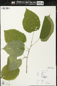 Tilia americana var. americana image