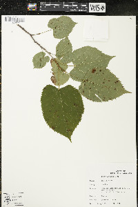 Tilia americana var. americana image