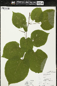 Tilia americana var. americana image